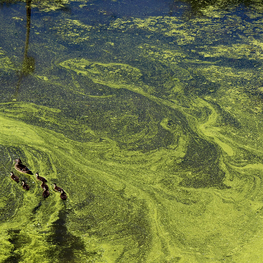 ducks swim through algae infested waters