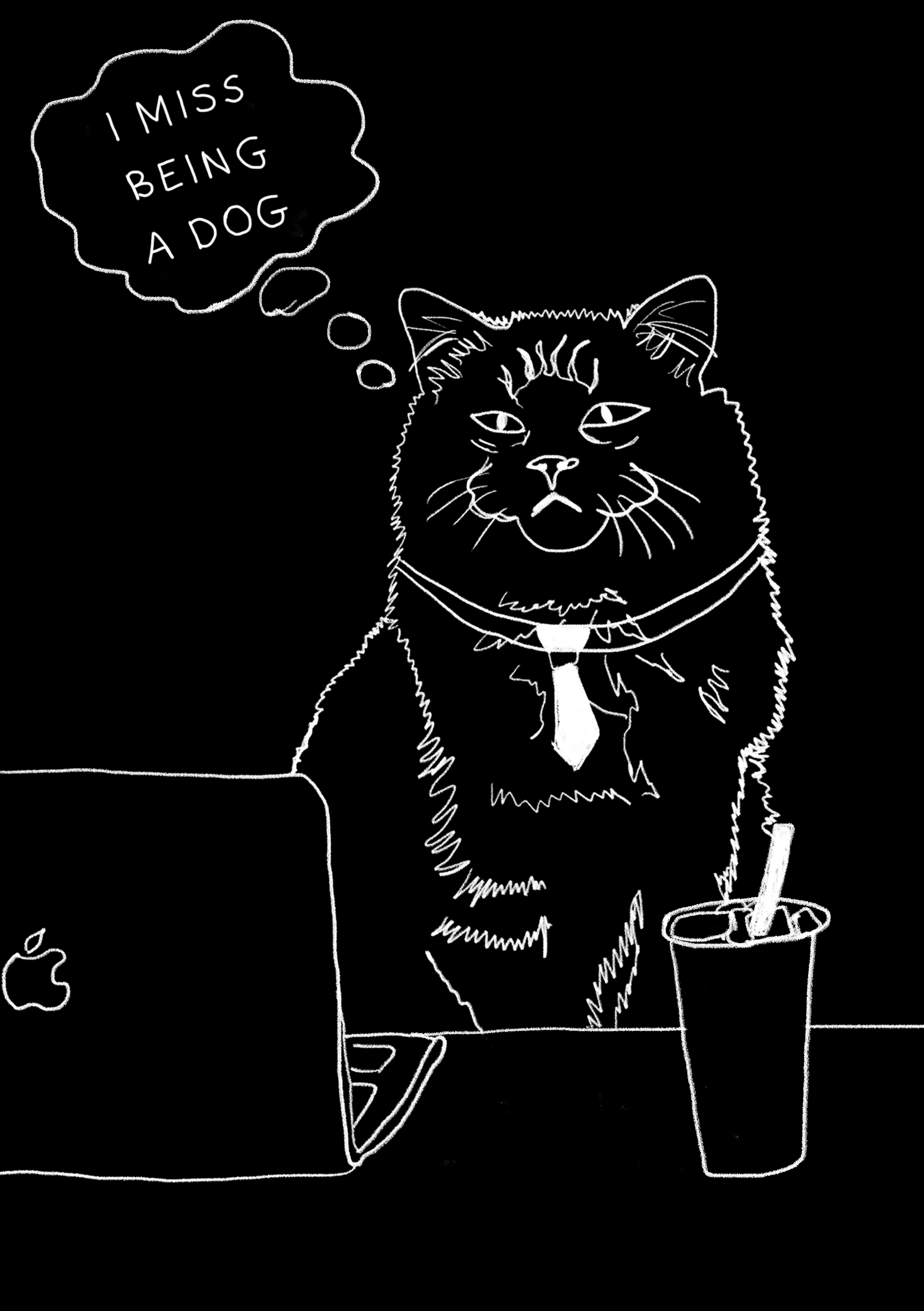 Cat insight card